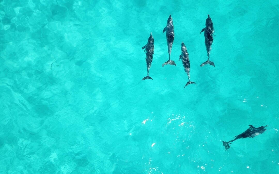 Découvrez la Faune Lors de Votre Excursion en Bateau avec Baymingo